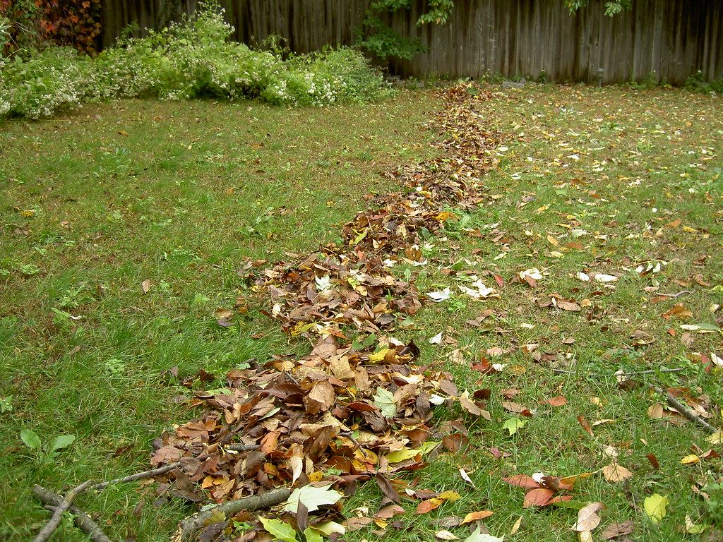 A lawn half-raked during a fall cleanup
