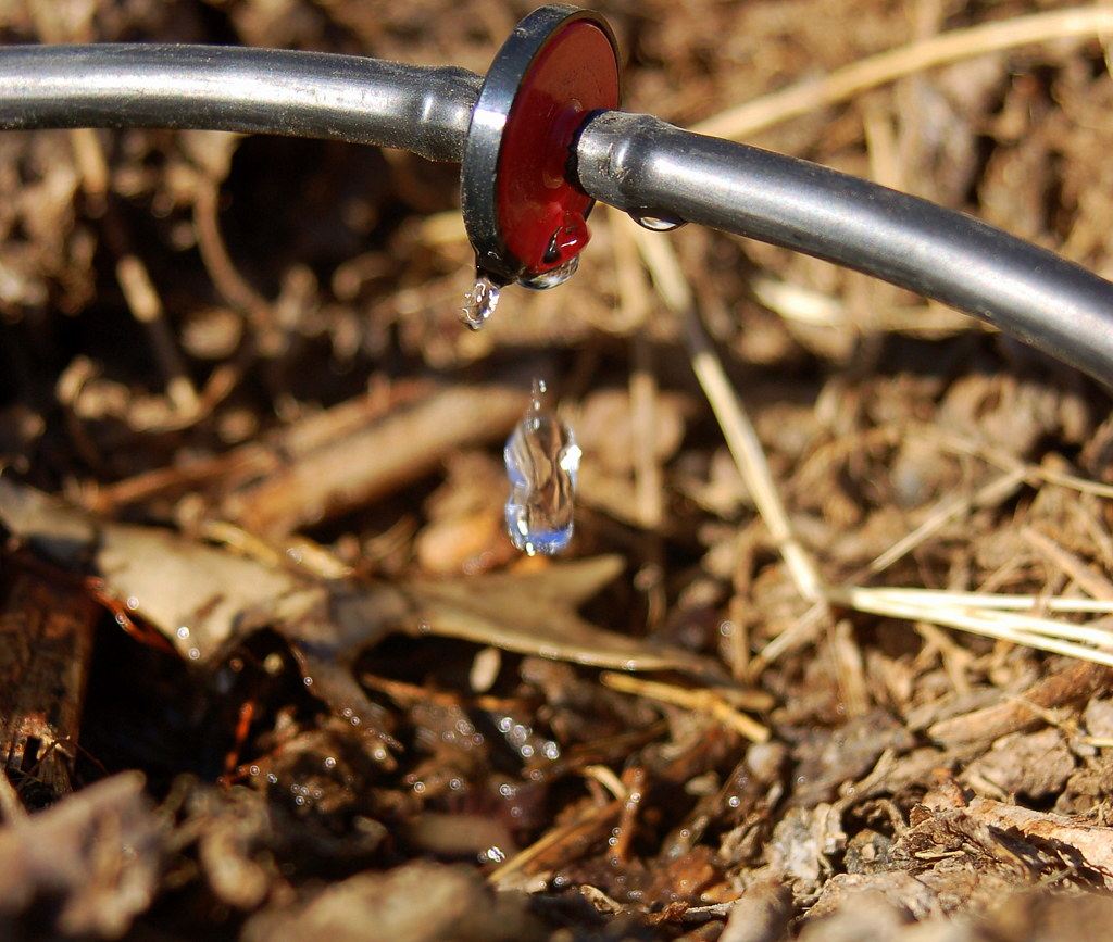 A drip irrigation line watering the base of garden plants