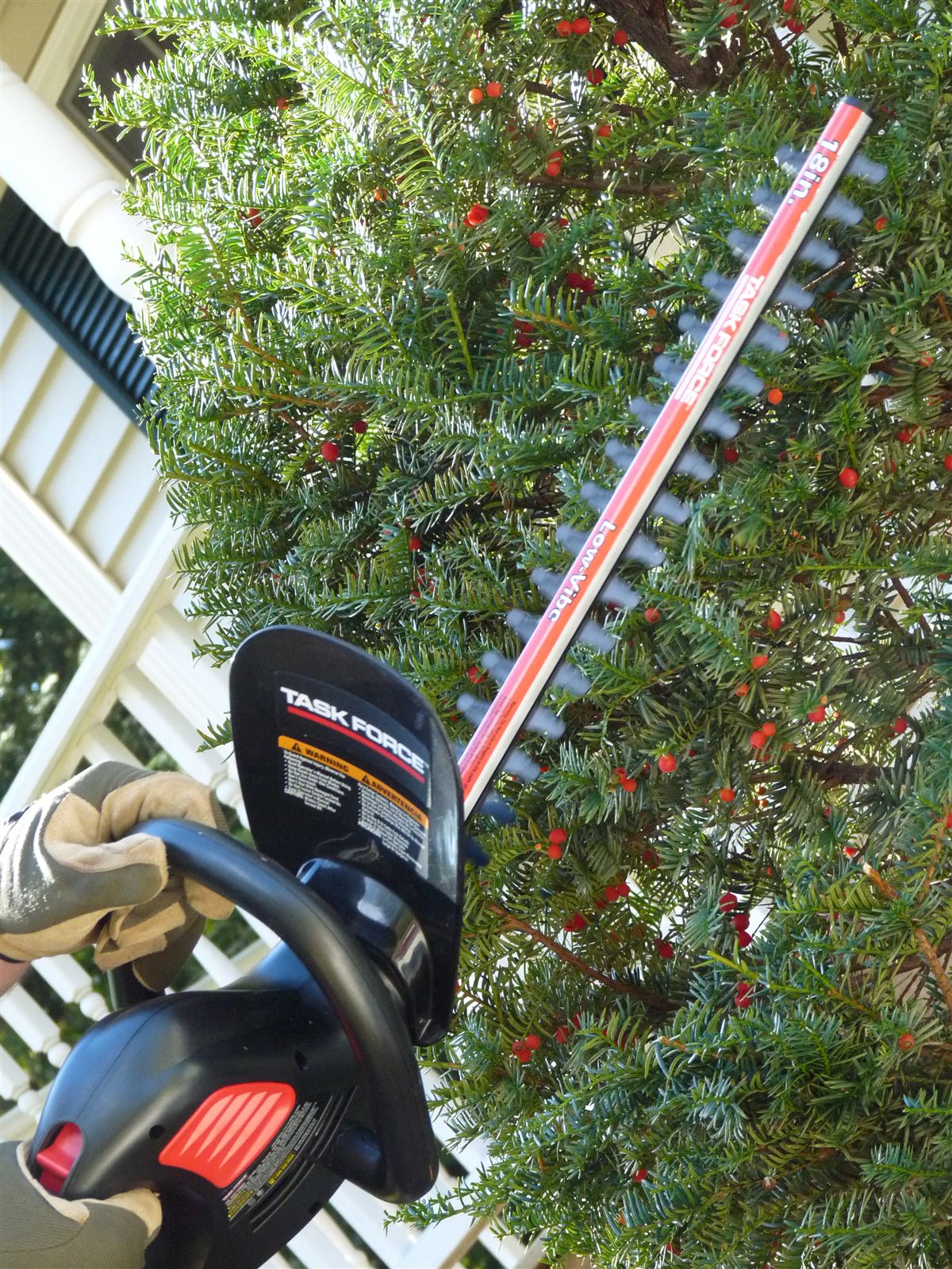 A gardener trimming a yew hedge with a powered trimmer