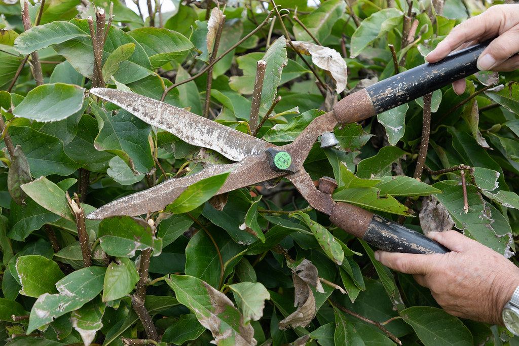 Hands trimming a hedge with garden shears