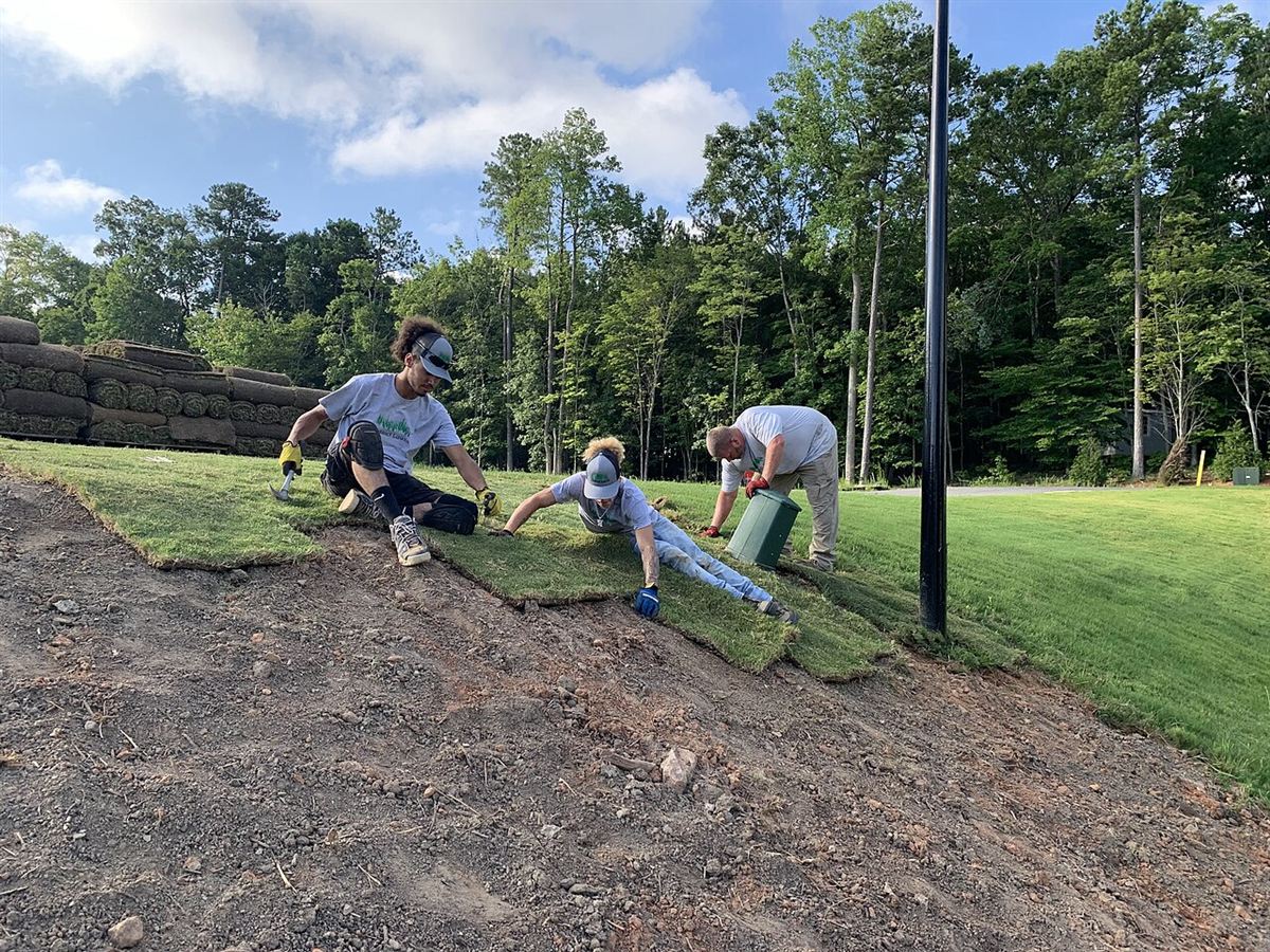 Fresh sod being installed on a graded front yard