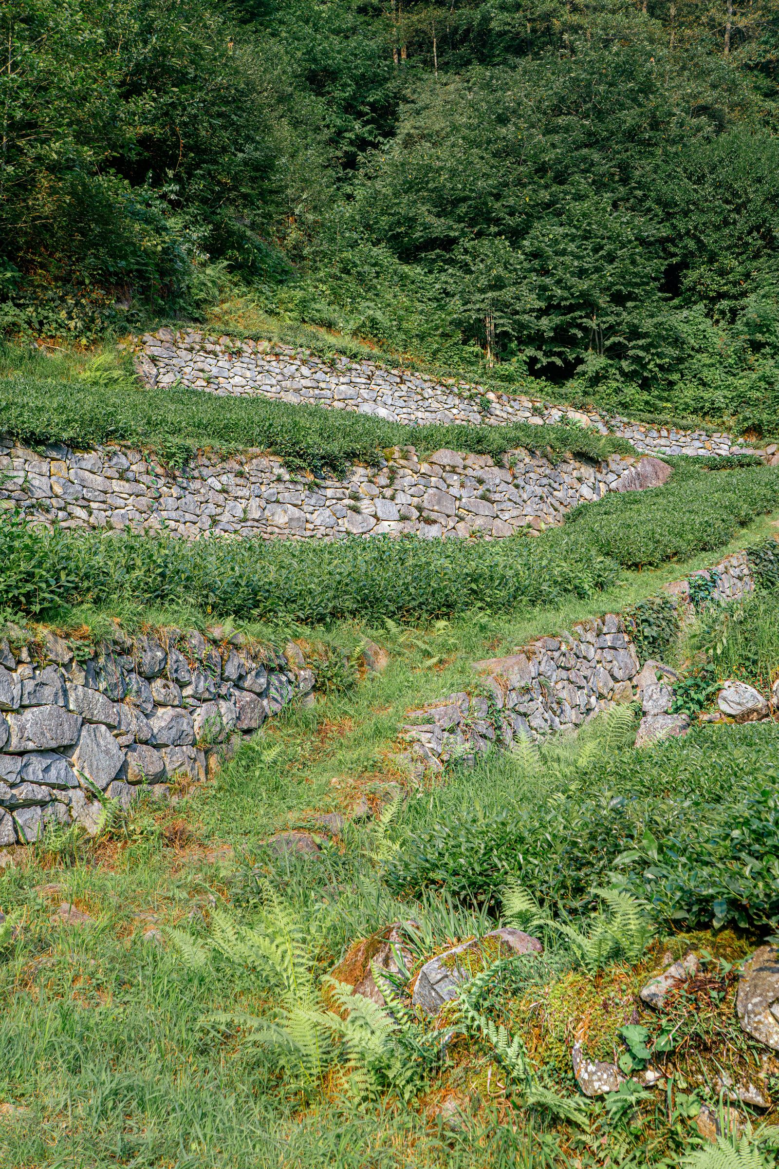 Terraced Slope Garden