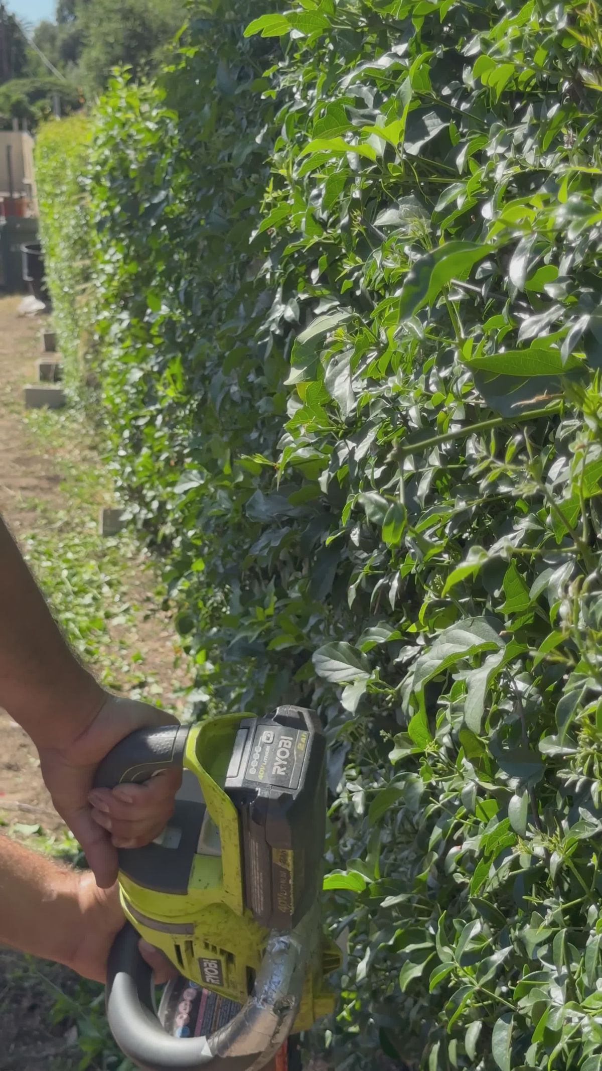 Close-up of a cordless hedge trimmer shaping a dense green hedge.