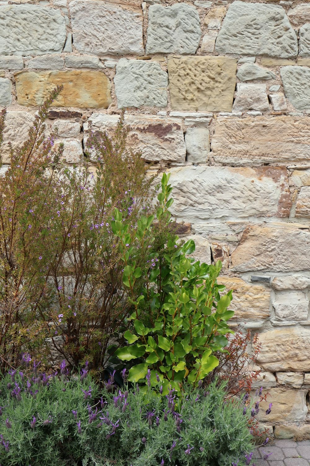 Lavender and shrubs planted along a sandstone wall
