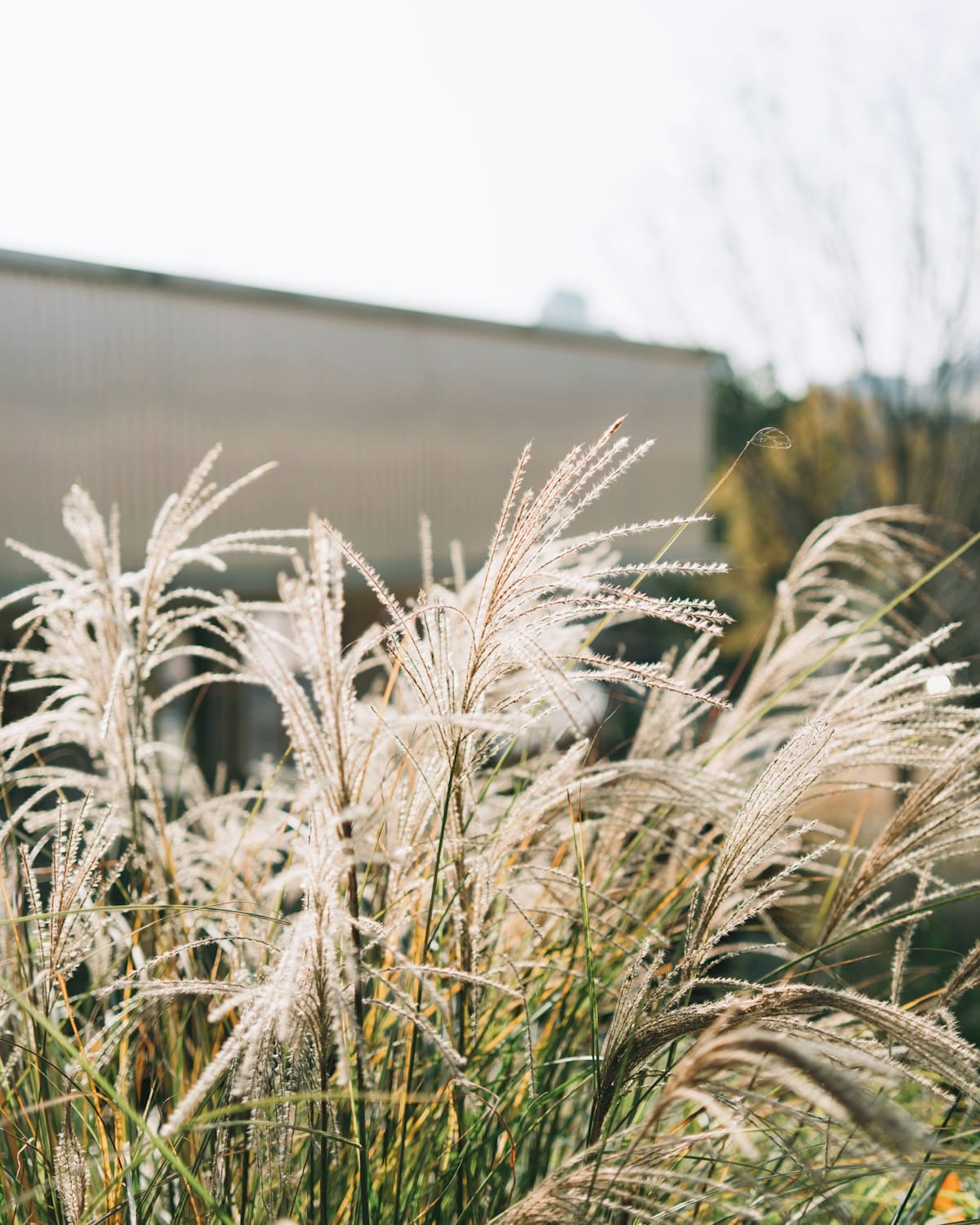 Ornamental grass plumes in low evening light