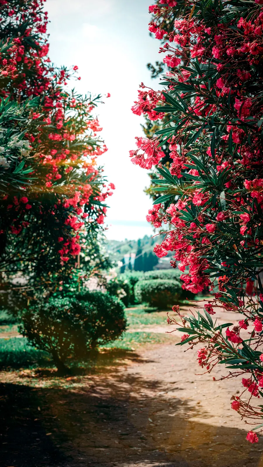 Maintained garden path with healthy flowering beds