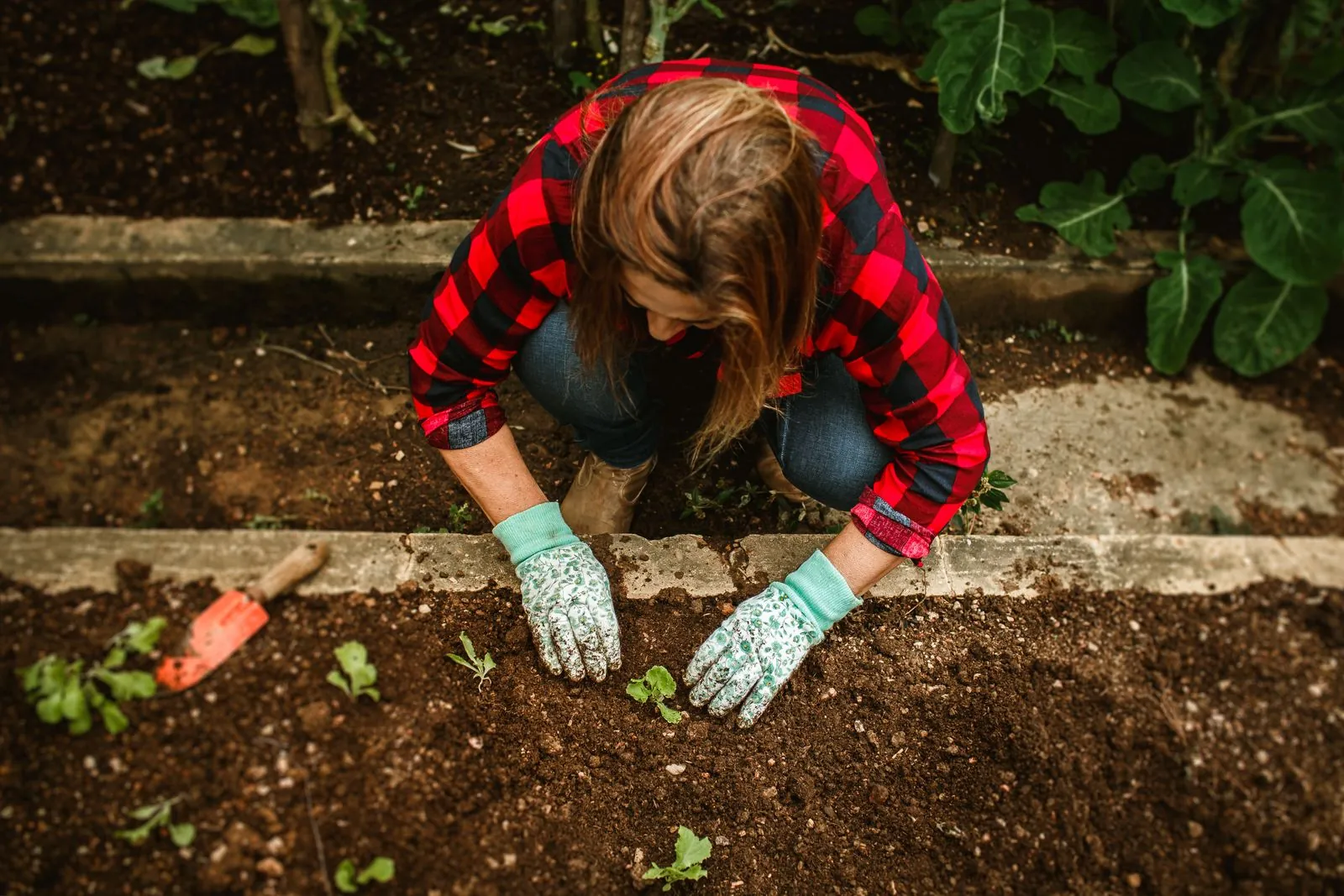 Gardener kneeling to plant seedlings in a freshly prepared bed