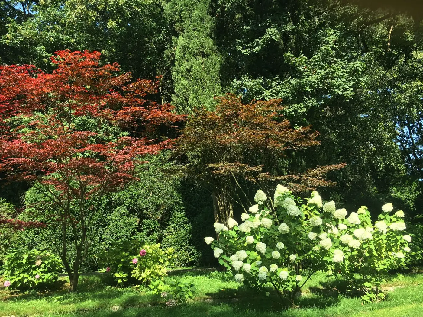 Sunlit garden with Japanese maples, hydrangeas, and a trimmed lawn