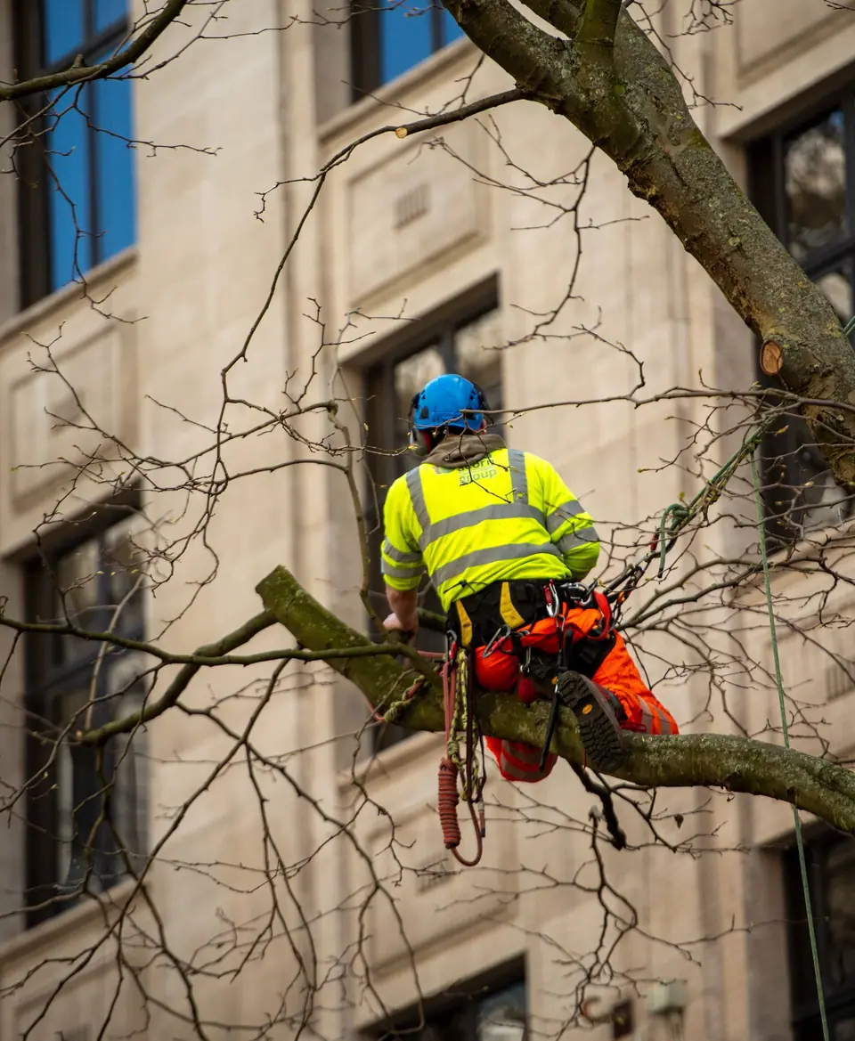 Arborist in a harness cutting a limb from a tree beside a building