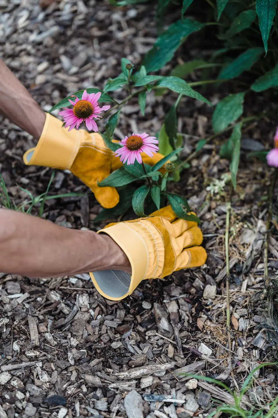 Gloved hands planting a purple coneflower into bark mulch