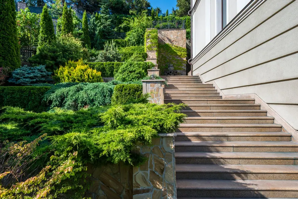 Junipers and shrubs planted down a slope beside stone stairs