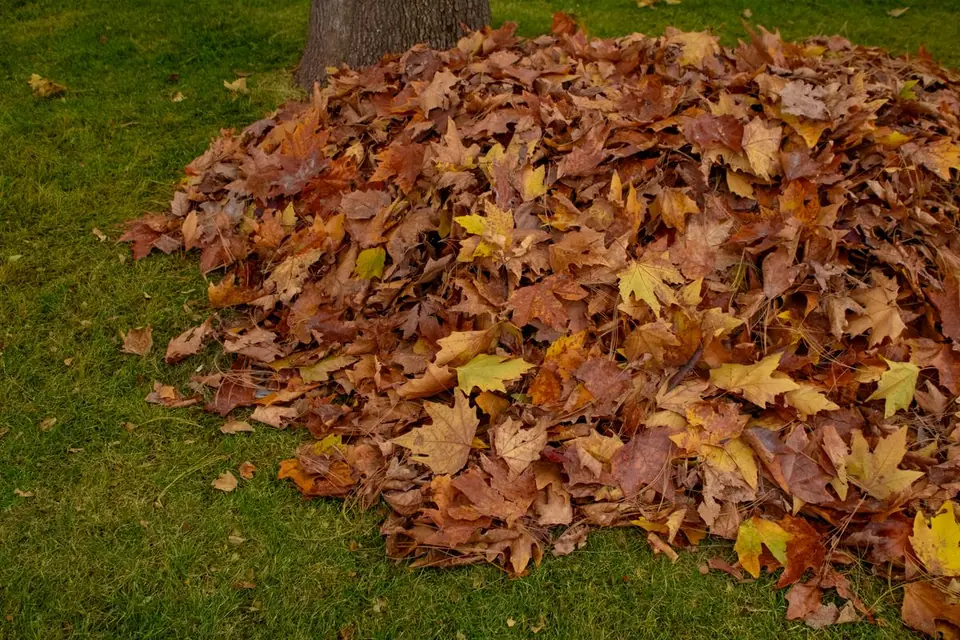 Pile of raked autumn leaves on green grass