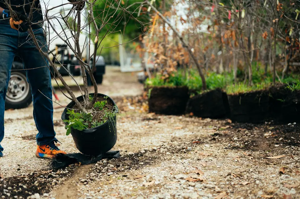 Worker carrying a potted shrub across a site to be planted